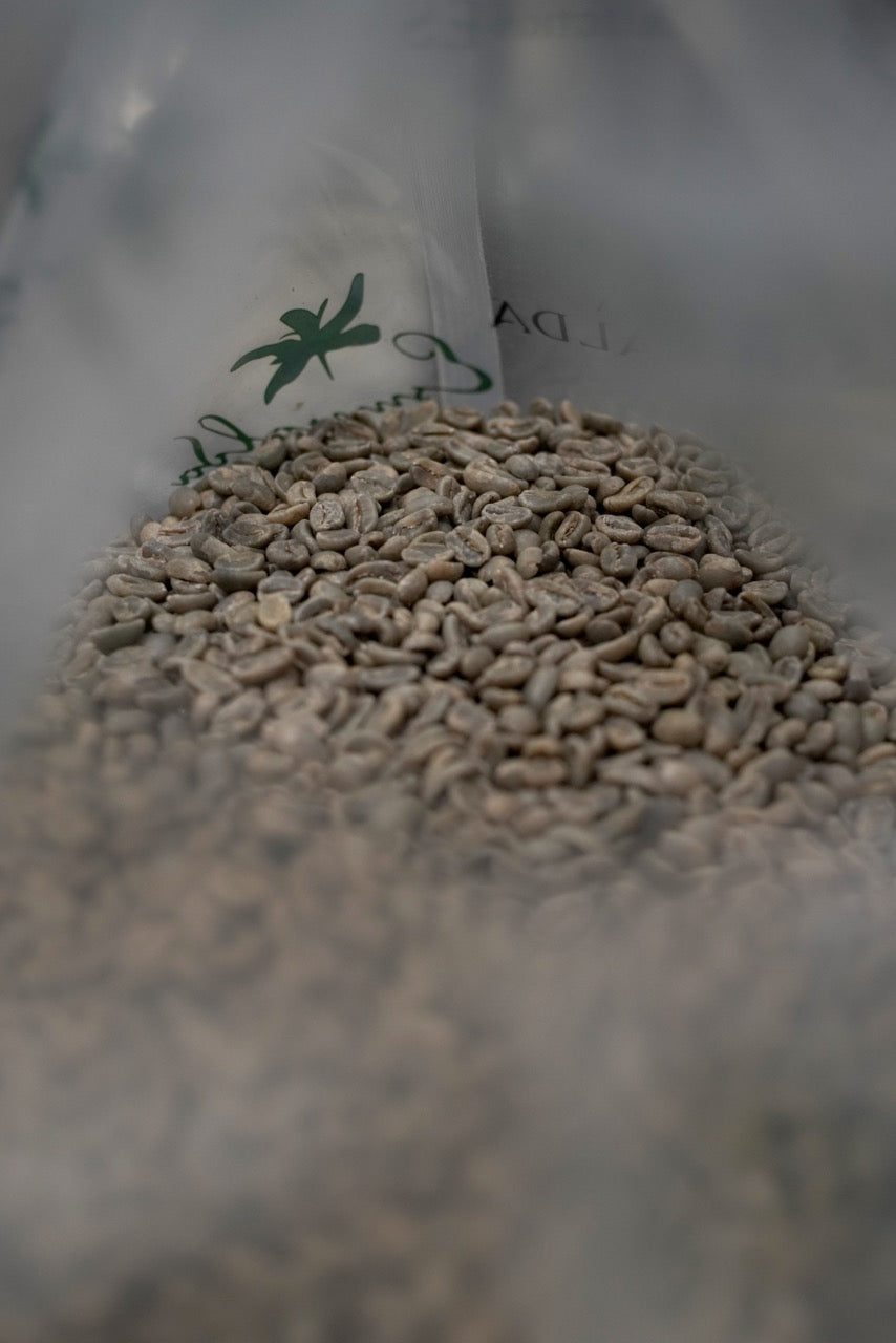 Panama La Esmeralda El Velo Geisha Washed