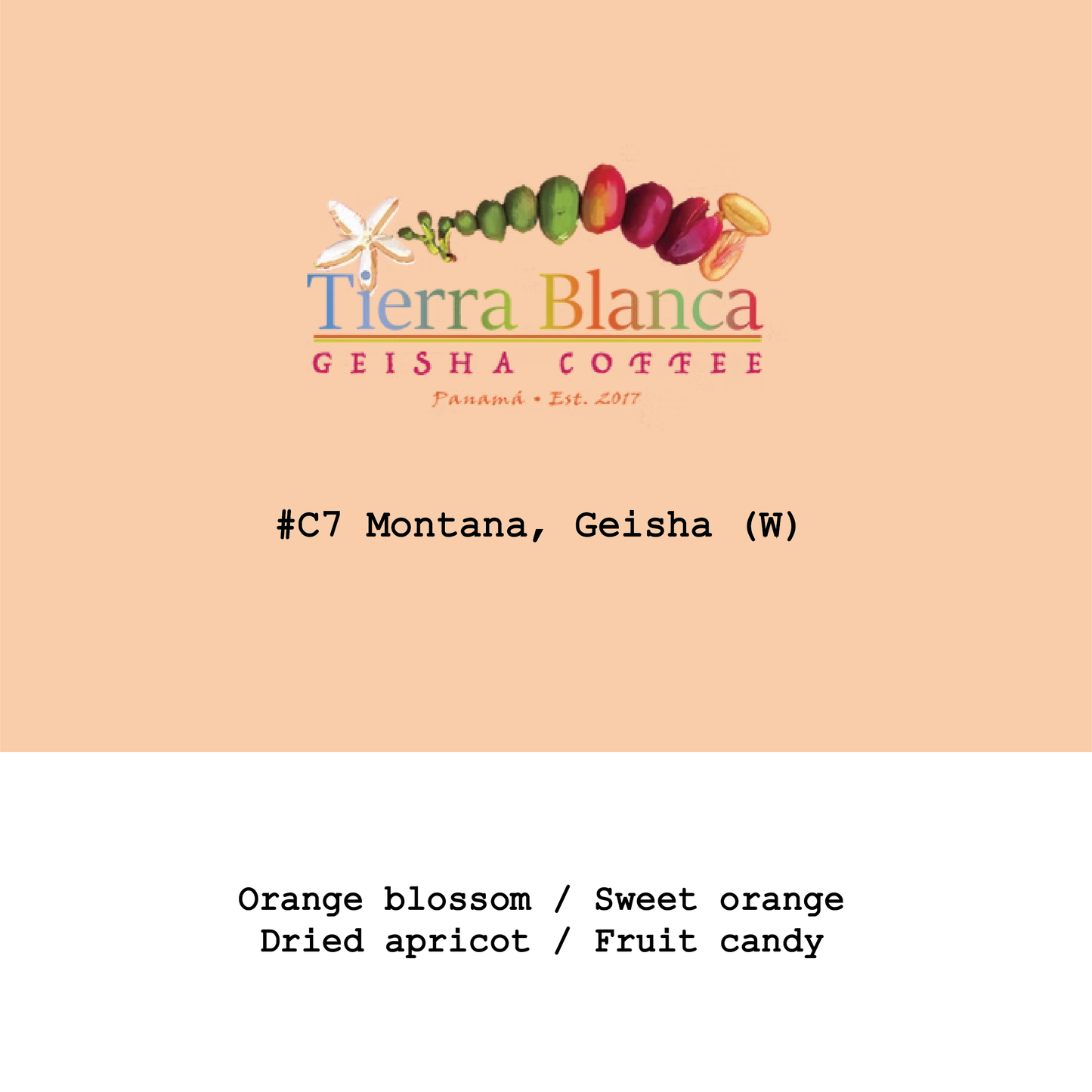 New Crop|Panama Tierra Blanca-Cordilera farm Green Tip Geisha #C7 Montana