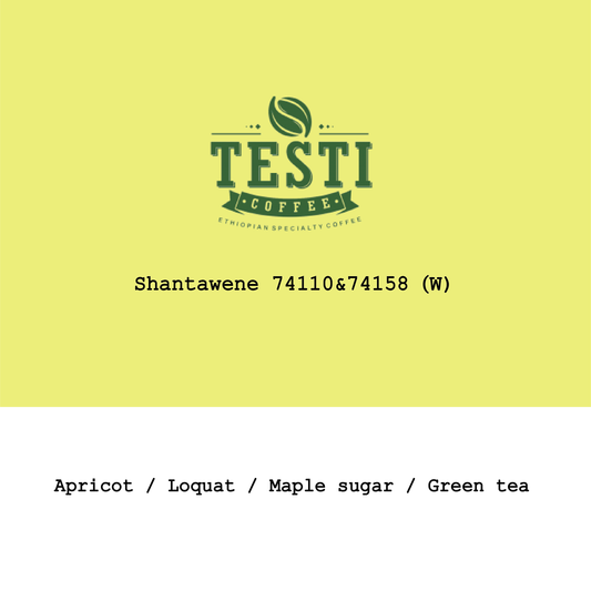 New Crop|Ethiopia Testi Ayla Shantawene 74110&74158 Washed