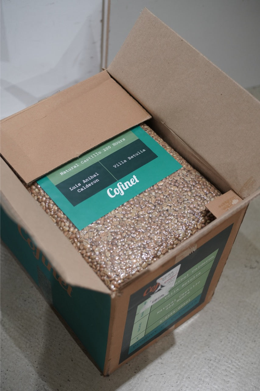 New Crop|Colombia Villa Betulia Castillo 45h Aerobic Slow Dry Natural