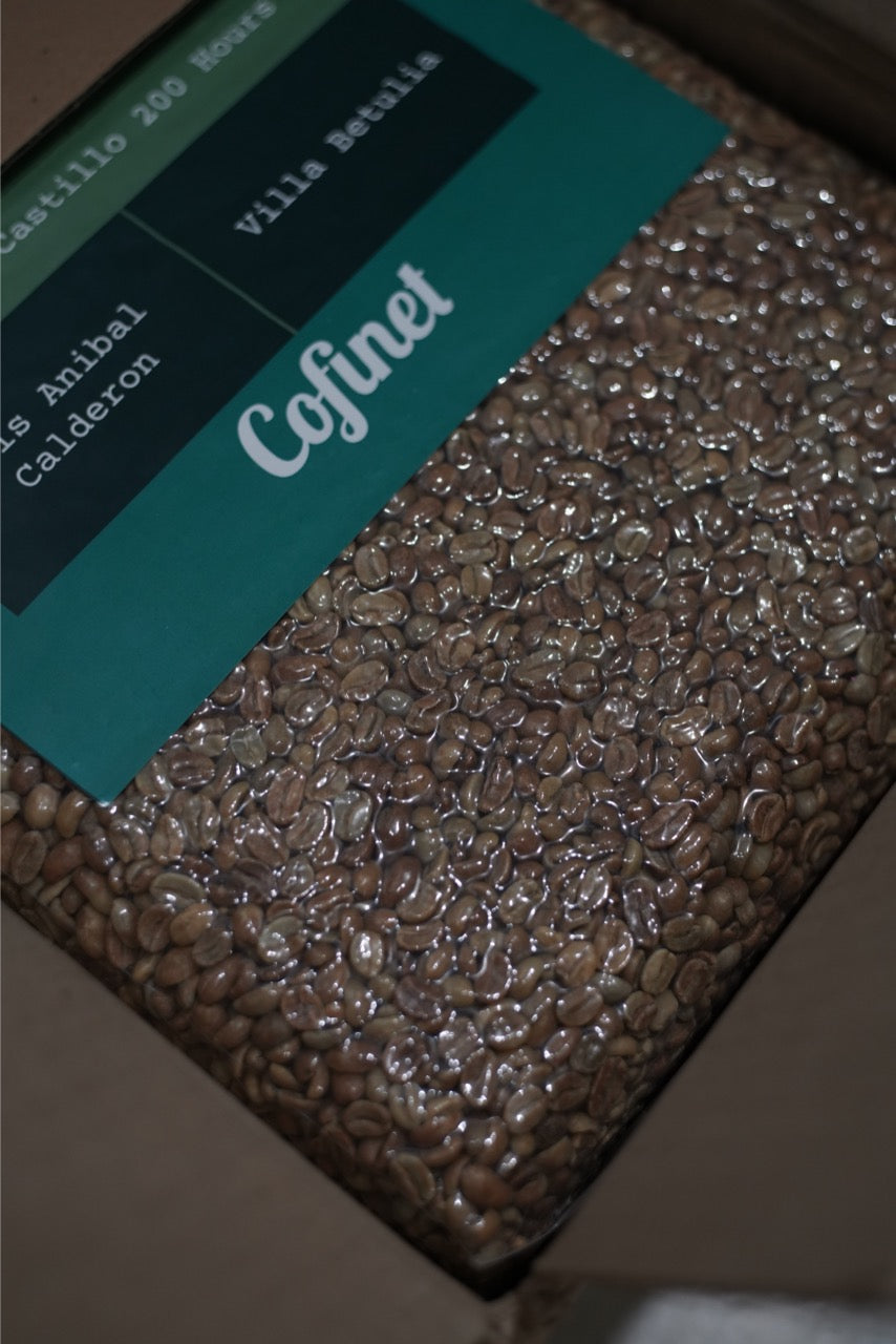 New Crop|Colombia Villa Betulia Castillo 45h Aerobic Slow Dry Natural