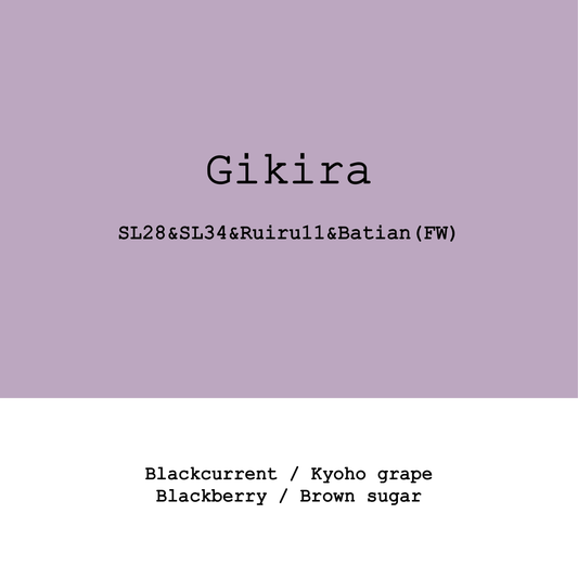 Kenya Gikira estate SL28&SL34&Ruiru11 &Batian Fully washed