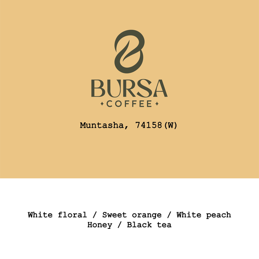 Ethiopia Muntasha 74158 Washed
