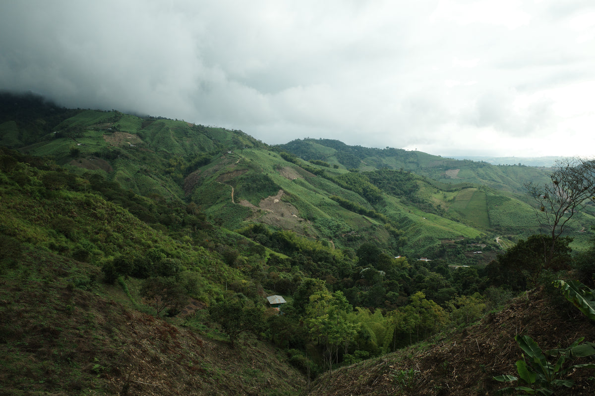 Ecuador Finca Meridiano Typica Mejorado Classic washed