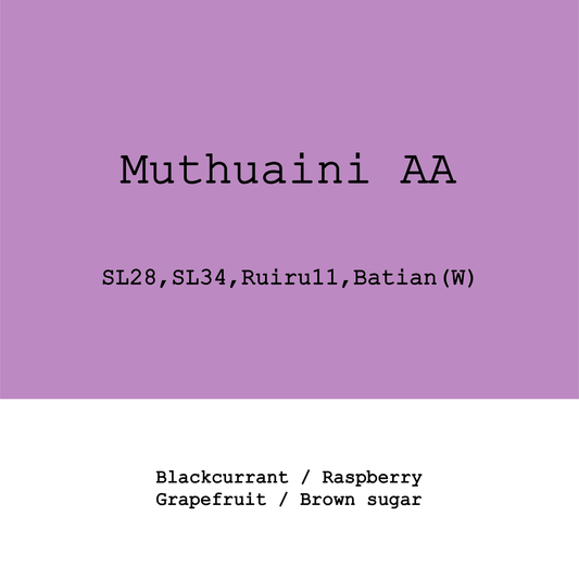New Crop|Kenya Mutheka Muthuaini AA  SL28, SL34, Ruiru11, Batian Fully washed