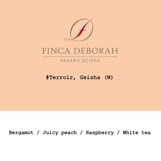 New Crop|Panama Finca Deborah Geisha Traditional washed #Terroir