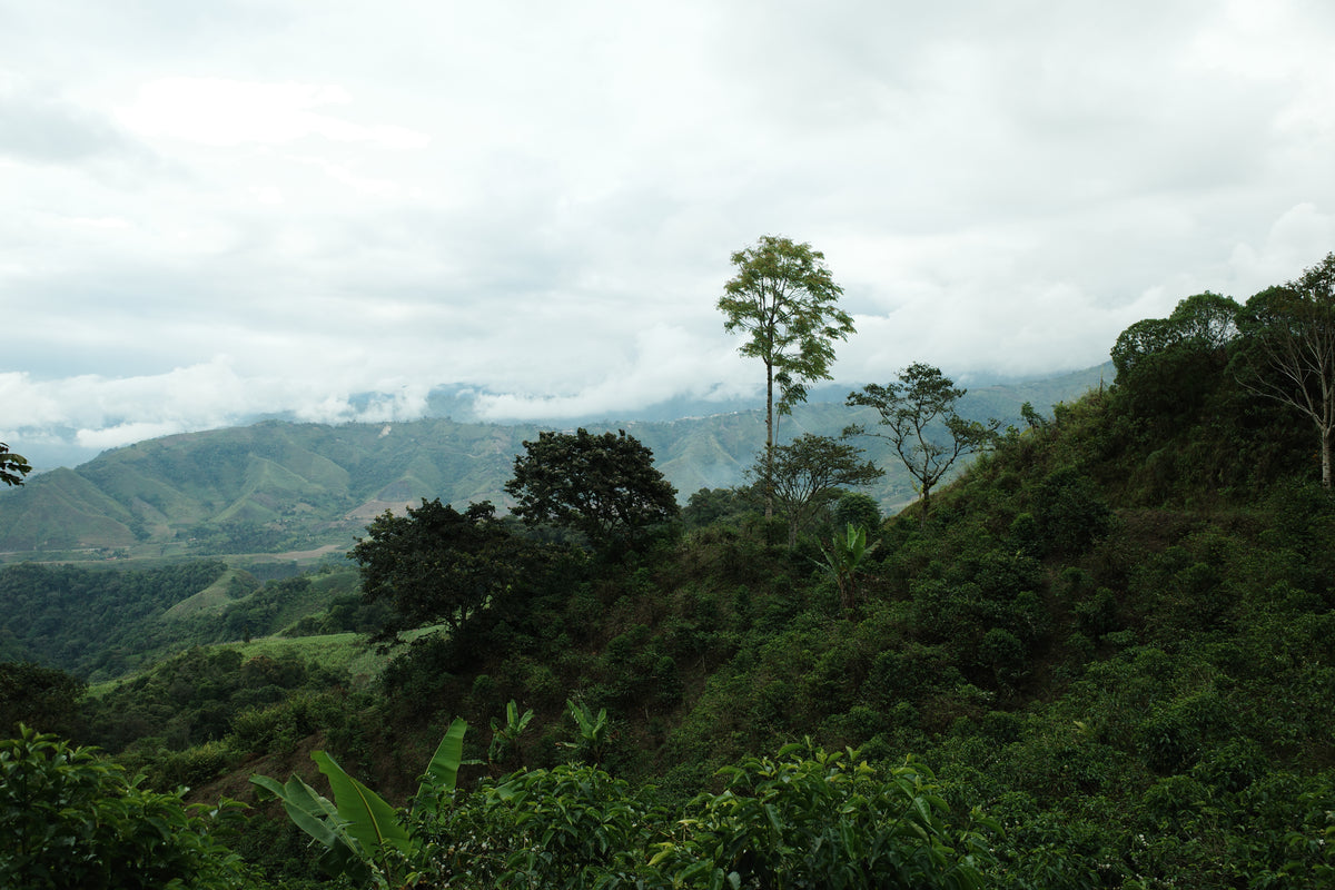 Ecuador Finca Meridiano Typica Mejorado Classic washed